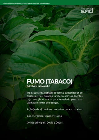 FUMO (TABACO)
(Nicotiana tabacum L.)
Indicações ritualísticas: poderoso cauterizador de
feridas astrais, curando também espíritos doentes
cuja energia é usada para transferir para suas
vítimas sintomas de doenças.
Ação (verbos): queimar, cauterizar, curar, cristalizar
Cor energética: verde cristalino
Orixás principais: Oxalá e Oxóssi
Ebook exclusivo da Semana Gratuita Magia com Ervas | Umbanda EAD
 