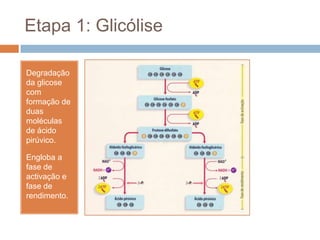 Etapa 1: Glicólise

Degradação
da glicose
com
formação de
duas
moléculas
de ácido
pirúvico.

Engloba a
fase de
activação e
fase de
rendimento.
 