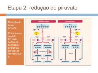 Etapa 2: redução do piruvato

Redução do
ácido
pirúvico.

Consoante o
produto
formado
podemos
considerar
diferentes
processos
fermentativo
s.
 