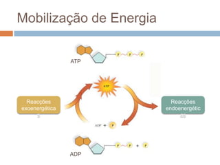 Mobilização de Energia


                ATP




  Reacções                 Reacções
exoenergética            endoenergétic
     s                        as




                ADP
 