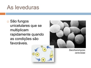 As leveduras

   São fungos
    unicelulares que se
    multiplicam
    rapidamente quando
    as condições são
    favoráveis.
                          Saccharomyces
                               cerevisiae
 
