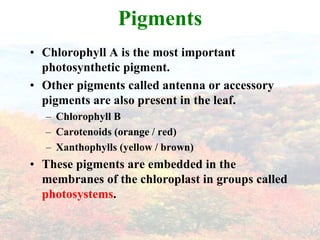 PigmentsChlorophyll A is the most important photosynthetic pigment. Other pigments called antenna or accessory pigments are also present in the leaf.Chlorophyll BCarotenoids (orange / red)Xanthophylls (yellow / brown)These pigments are embedded in the membranes of the chloroplast in groups called photosystems.