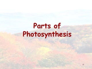 11Parts of Photosynthesis