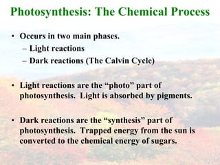 Photosynthesis: The Chemical ProcessOccurs in two main phases.Light reactionsDark reactions (The Calvin Cycle)Light reactions are the “photo” part of photosynthesis.  Light is absorbed by pigments.Dark reactions are the “synthesis” part of photosynthesis.  Trapped energy from the sun is converted to the chemical energy of sugars. 