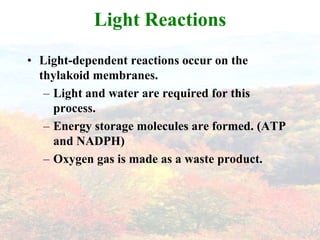 Light ReactionsLight-dependent reactions occur on the thylakoid membranes.Light and water are required for this process.Energy storage molecules are formed. (ATP and NADPH)Oxygen gas is made as a waste product.
