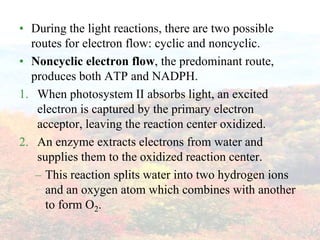 During the light reactions, there are two possible routes for electron flow: cyclic and noncyclic.Noncyclic electron flow, the predominant route, produces both ATP and NADPH.When photosystem II absorbs light, an excited electron is captured by the primary electron acceptor, leaving the reaction center oxidized.An enzyme extracts electrons from water and supplies them to the oxidized reaction center.This reaction splits water into two hydrogen ions and an oxygen atom which combines with another to form O2.
