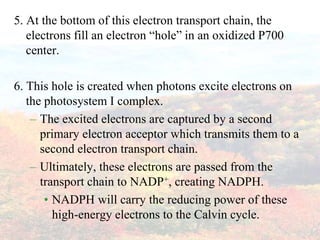5. At the bottom of this electron transport chain, the electrons fill an electron “hole” in an oxidized P700 center.6. This hole is created when photons excite electrons on the photosystem I complex.  The excited electrons are captured by a second primary electron acceptor which transmits them to a second electron transport chain.Ultimately, these electrons are passed from the transport chain to NADP+, creating NADPH.NADPH will carry the reducing power of these high-energy electrons to the Calvin cycle.