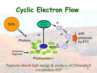 20e-PrimaryElectronAcceptorSUNe-ATPproducedby ETCe-Photonse-P700AccessoryPigmentsPhotosystem ICyclic Electron FlowPigments absorb light energy & excite e- of Chlorophyll a to produce ATP 