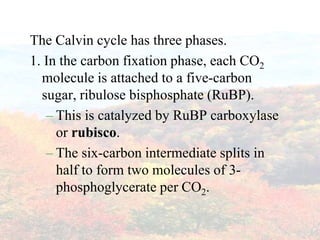 The Calvin cycle has three phases.1. In the carbon fixation phase, each CO2 molecule is attached to a five-carbon sugar, ribulosebisphosphate (RuBP).This is catalyzed by RuBPcarboxylase or rubisco.The six-carbon intermediate splits in half to form two molecules of 3-phosphoglycerate per CO2.