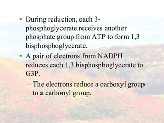 During reduction, each 3-phosphoglycerate receives another phosphate group from ATP to form 1,3 bisphosphoglycerate.A pair of electrons from NADPH reduces each 1,3 bisphosphoglycerate to G3P.The electrons reduce a carboxyl group to a carbonyl group.