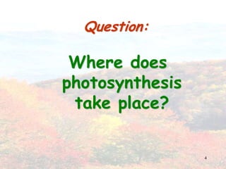 4Question:Where does photosynthesis take place?