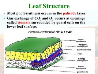 Leaf StructureMost photosynthesis occurs in the palisade layer.Gas exchange of CO2 and O2  occurs at openings called stomata surrounded by guard cells on the lower leaf surface.PalisadeSpongy