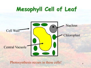 6NucleusCell WallChloroplastCentral VacuoleMesophyll Cell of LeafPhotosynthesis occurs in these cells!