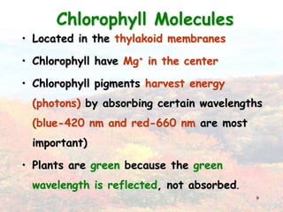 9Chlorophyll MoleculesLocated in the thylakoid membranesChlorophyll have Mg+ in the centerChlorophyll pigments harvest energy (photons) by absorbing certain wavelengths (blue-420 nm and red-660 nm are most important)Plants are green because the green wavelength is reflected, not absorbed.