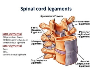 25- spinal injury.pptx