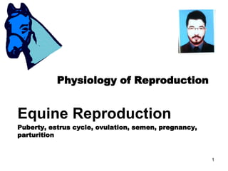 Physiology of Reproduction
Equine Reproduction
Puberty, estrus cycle, ovulation, semen, pregnancy,
parturition
1
 