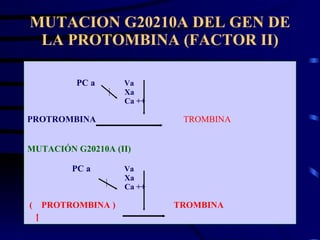 MUTACION G20210A DEL GEN DE LA PROTOMBINA (FACTOR II) <ul><li>PC a  Va </li></ul><ul><li>Xa </li></ul><ul><li>Ca ++ </li><...