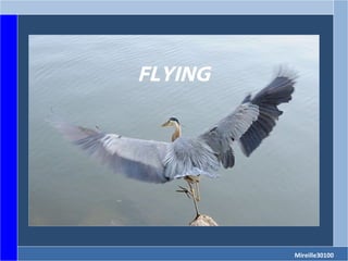 FLYING Mireille30100 