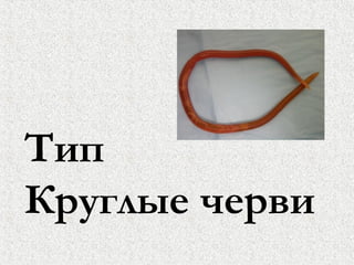 Тип
Круглые черви
 