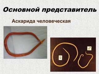 Основной представитель
Аскарида человеческая
 