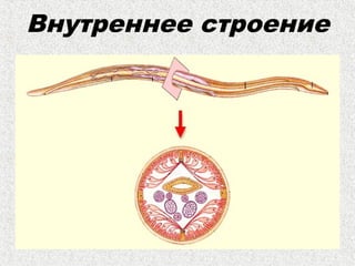 Внутреннее строение
 