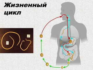 Жизненный
цикл
 