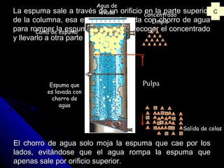 El chorro de agua solo moja la espuma que cae por losEl chorro de agua solo moja la espuma que cae por los
lados, evitándose que el agua rompa la espuma quelados, evitándose que el agua rompa la espuma que
apenas sale por orificio superior.apenas sale por orificio superior.
La espuma sale a través de un orificio en la parte superiorLa espuma sale a través de un orificio en la parte superior
de la columna, esa espuma es lavada con chorro de aguade la columna, esa espuma es lavada con chorro de agua
para romper la espuma y así poder recoger el concentradopara romper la espuma y así poder recoger el concentrado
y llevarlo a otra parte del proceso.y llevarlo a otra parte del proceso.
C
Pulpa
Concentrado
Limpio
Salida de colas
Agua de
lavado
Espuma que
es lavada con
chorro de
agua
Cama de espuma
 
