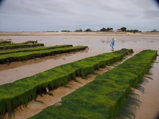 Ile de Re, Ars de Re