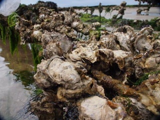 Ile de Re, Ars de Re