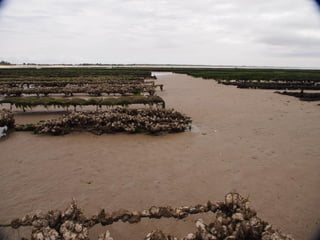 Ile de Re, Ars de Re