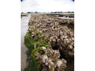 Ile de Re, Ars de Re