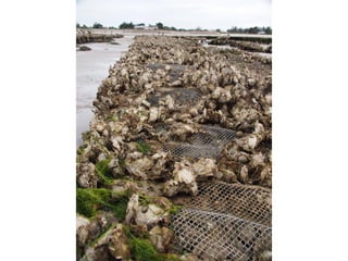 Ile de Re, Ars de Re