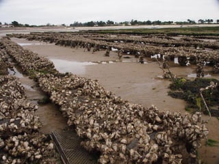 Ile de Re, Ars de Re