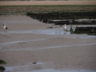 Ile de Re, Ars de Re