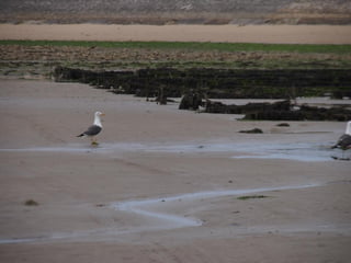 Ile de Re, Ars de Re