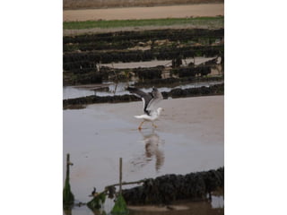 Ile de Re, Ars de Re