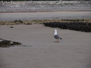 Ile de Re, Ars de Re