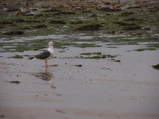 Ile de Re, Ars de Re