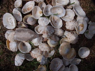 Ile de Re, Ars de Re