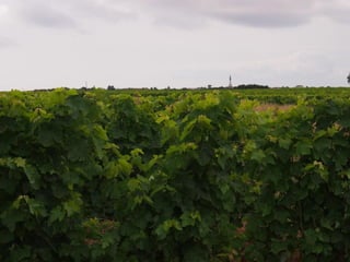 Ile de Re, Ars de Re