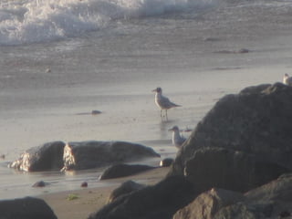 Ile de Re, Ars de Re