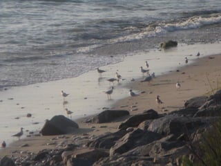 Ile de Re, Ars de Re