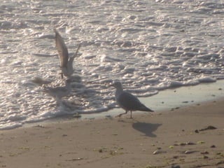 Ile de Re, Ars de Re