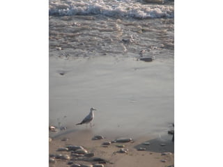 Ile de Re, Ars de Re