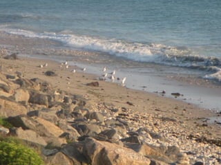 Ile de Re, Ars de Re