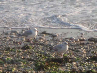 Ile de Re, Ars de Re