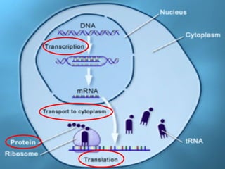 Presentation on introduction to Genetics | PPT