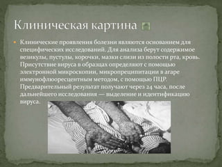  Клинические проявления болезни являются основанием для
специфических исследований. Для анализа берут содержимое
везикулы, пустулы, корочки, мазки слизи из полости рта, кровь.
Присутствие вируса в образцах определяют с помощью
электронной микроскопии, микропреципитации в агаре
иммунофлюоресцентным методом, с помощью ПЦР.
Предварительный результат получают через 24 часа, после
дальнейшего исследования — выделение и идентификацию
вируса.
 