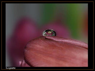 La goutte