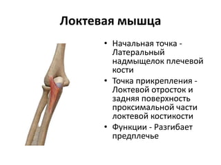 Локтевая мышца
• Начальная точка -
Латеральный
надмыщелок плечевой
кости
• Точка прикрепления -
Локтевой отросток и
задняя поверхность
проксимальной части
локтевой костикости
• Функции - Разгибает
предплечье
 